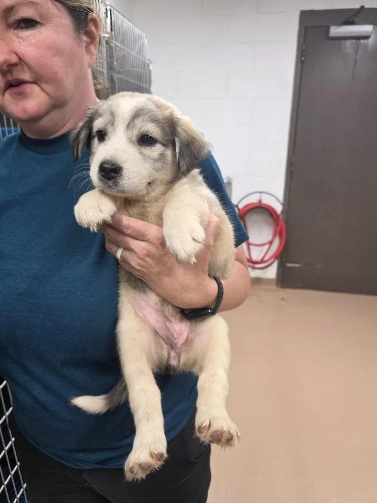 A baby large-sized female Husky dog named Bubbles for adoption in Nacogdoches, TX