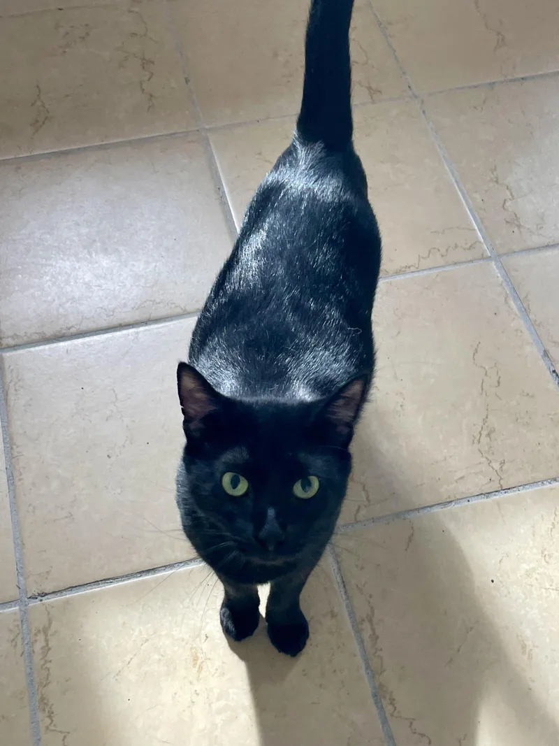 An adult medium-sized male Black Domestic Short Hair cat named Magic for adoption in Lacon, IL