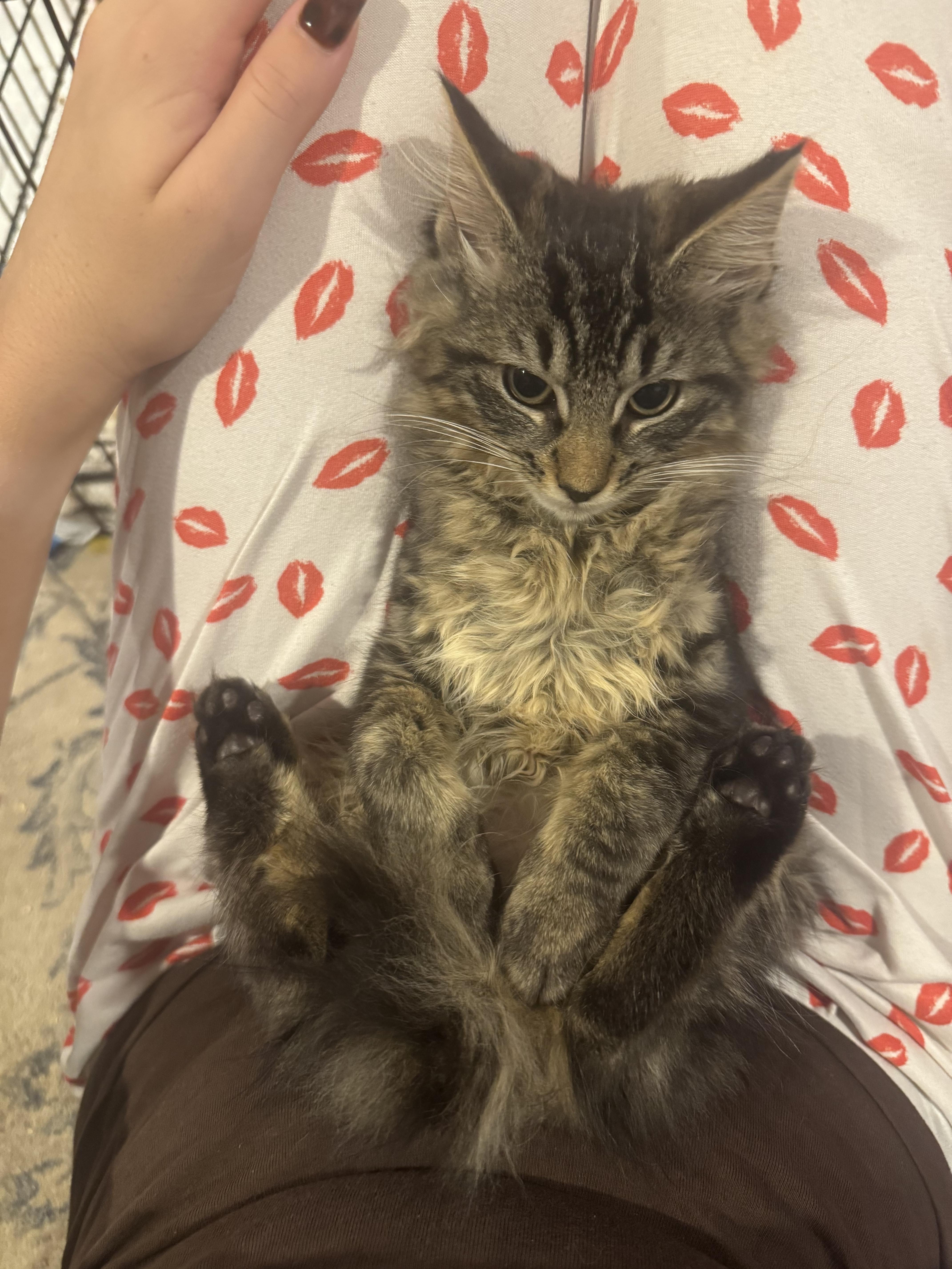 A baby medium-sized female Maine Coon cat named Paulette for adoption in Syosset, NY
