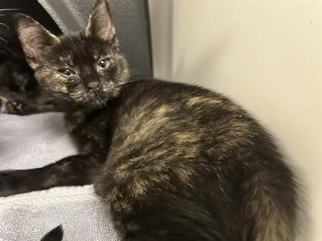 A baby small-sized female Domestic Short Hair cat named Melon for adoption in Ontario, CA