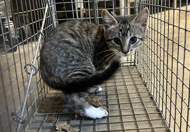 A baby small-sized male Domestic Short Hair cat named Gerald for adoption in Olathe, KS