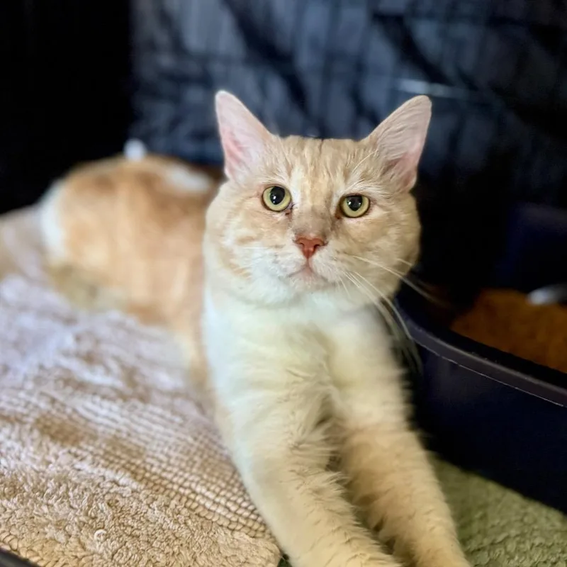 An adult large-sized male Orange / Red Domestic Medium Hair cat named Raziel for adoption in Fredericksburg, TX