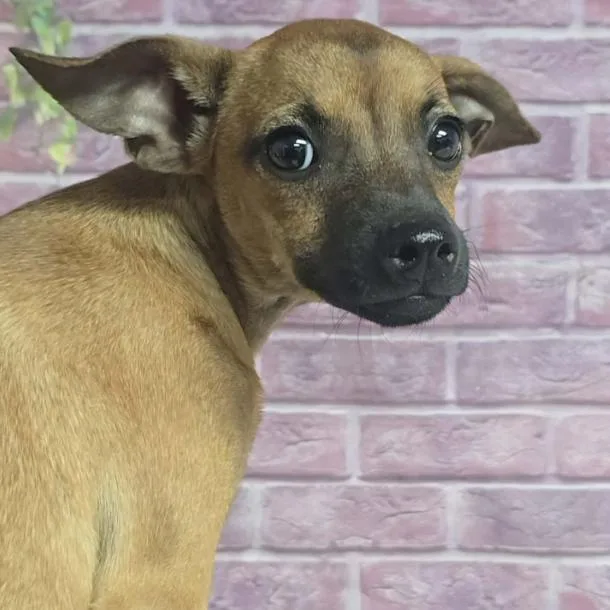 Gia