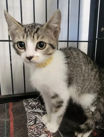 A baby medium-sized male Domestic Short Hair cat named Catfeine for adoption in West Chester, PA