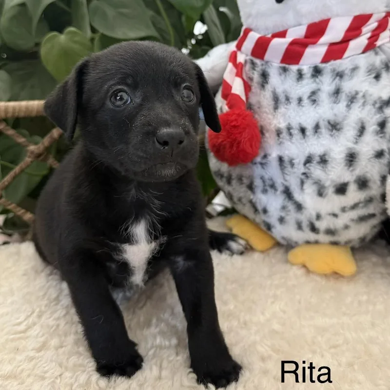 Rita