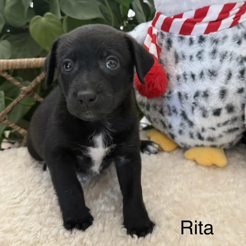 Rita thumbnail 2
