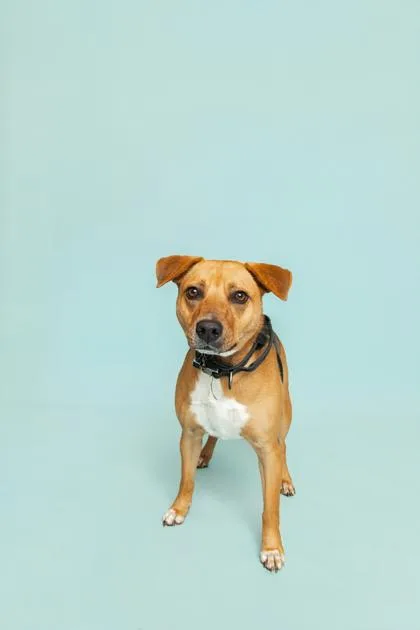 A young medium-sized male Mixed Breed dog named Noodle for adoption in Sevierville, TN