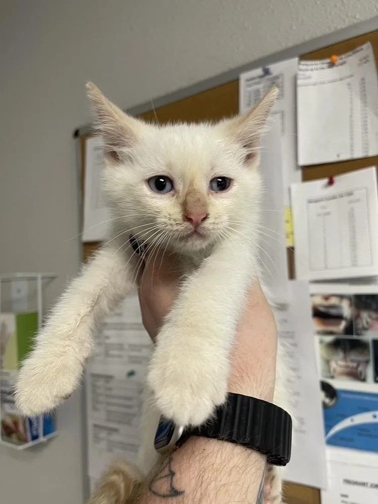 A baby medium-sized male White Domestic Short Hair cat named Blacksmith for adoption in Bolivar, MO