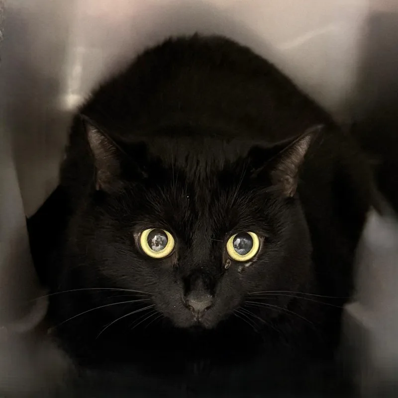 A senior medium-sized female Domestic Short Hair cat named Harley for adoption in Brenham, TX