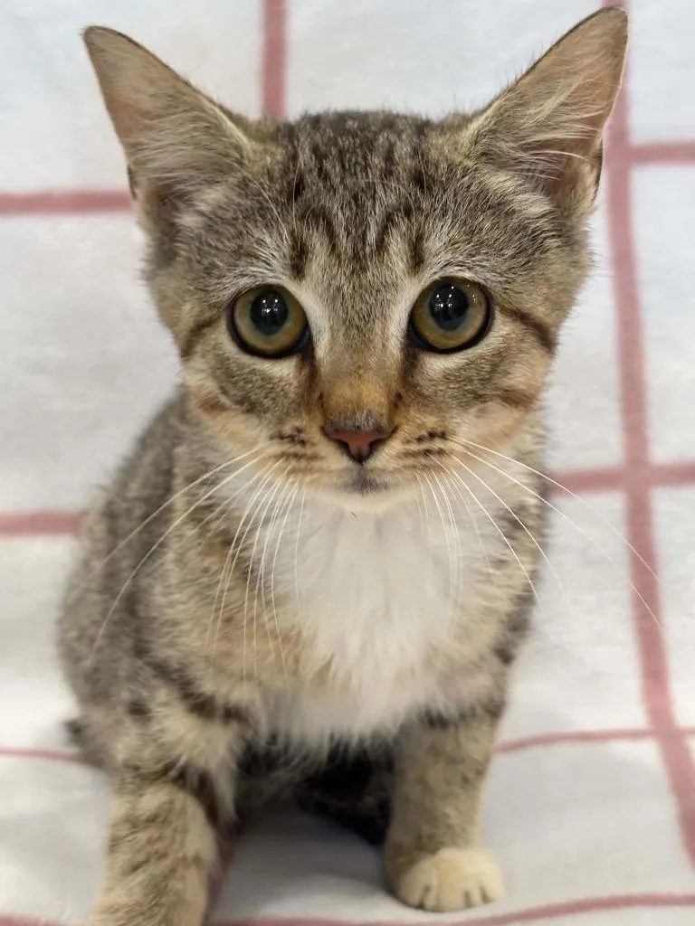 A baby small-sized female Domestic Short Hair cat named Dory for adoption in Warrenton, NC