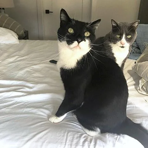 An adult medium-sized male Black & White / Tuxedo Domestic Short Hair cat named Toco And Brother Chico for adoption in Salt Lake City, UT