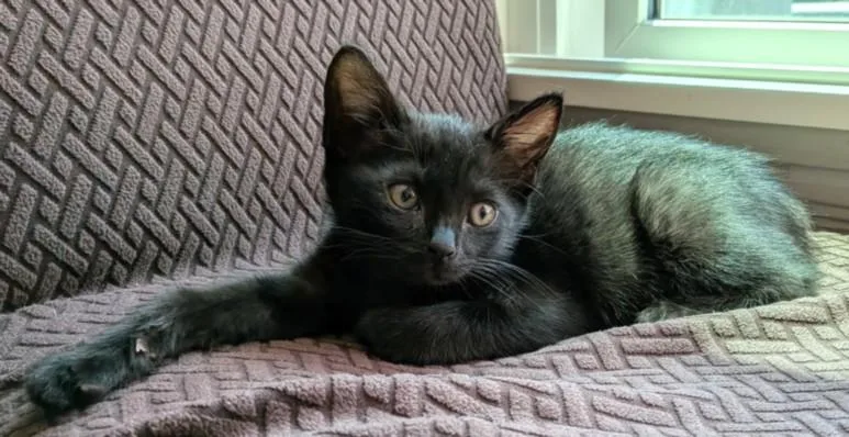 A baby small-sized female Domestic Short Hair cat named Artemis for adoption in Burbank, CA