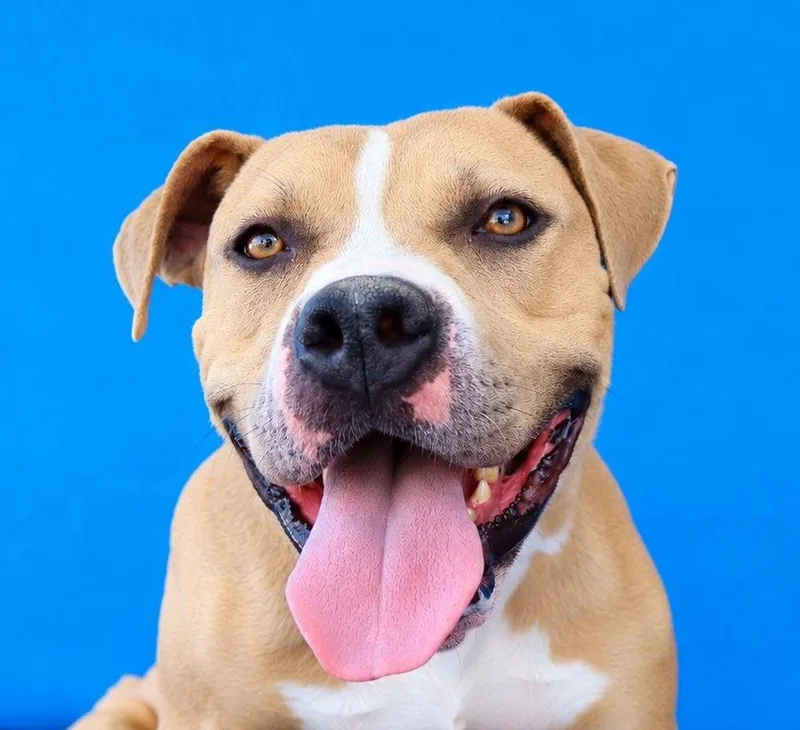 An adult large-sized male Staffordshire Bull Terrier dog named Boo Boo for adoption in Pasadena, CA