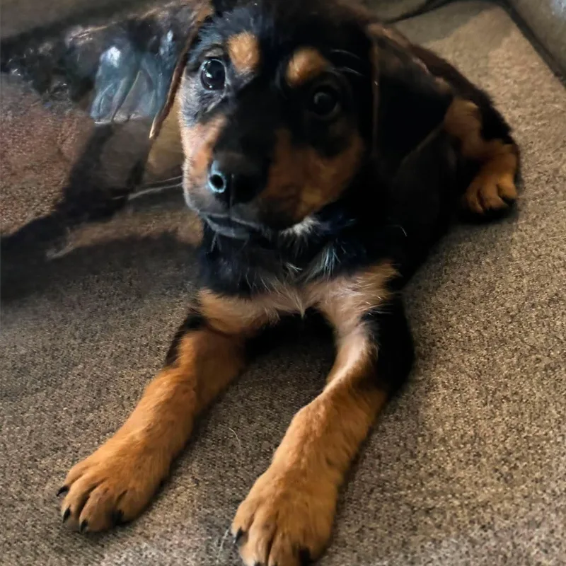 A baby large-sized male Mixed Breed dog named Stitch for adoption in Justin, TX