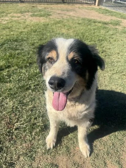 An adult medium-sized female Collie dog named Lolli for adoption in Riverside, CA
