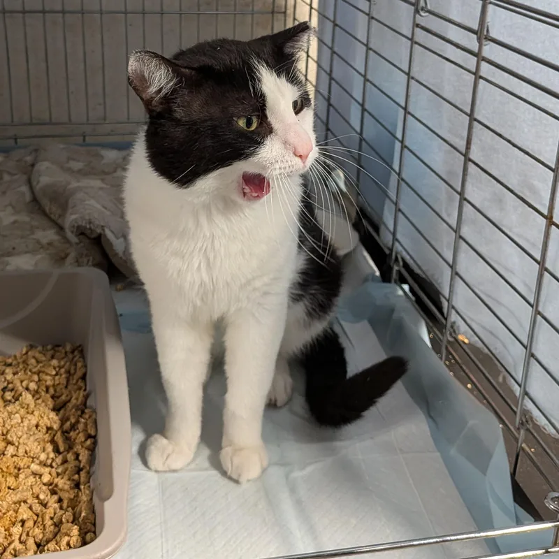 An adult medium-sized male Black & White / Tuxedo Domestic Short Hair cat named Elmer for adoption in Bayonne, NJ