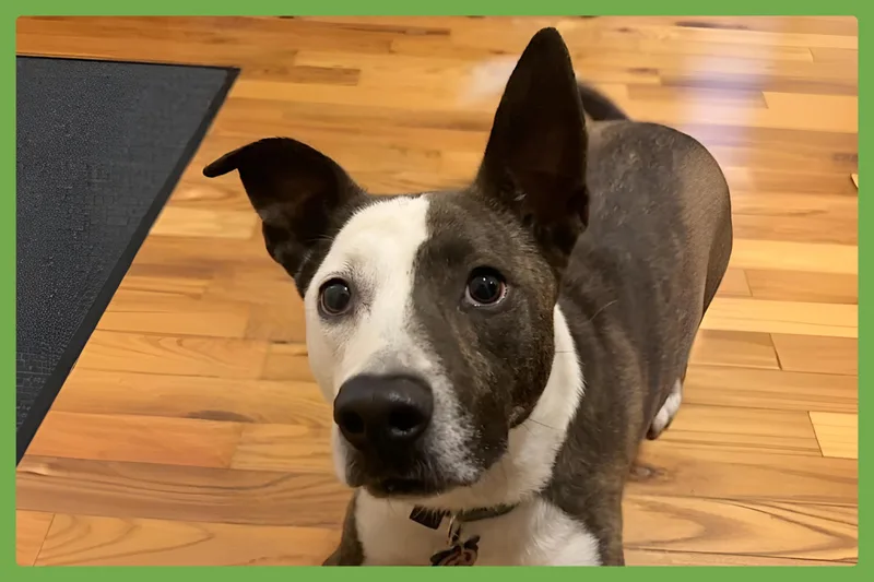 An adult medium-sized female Brindle Pit Bull Terrier dog named Penny for adoption in Amherst, MA