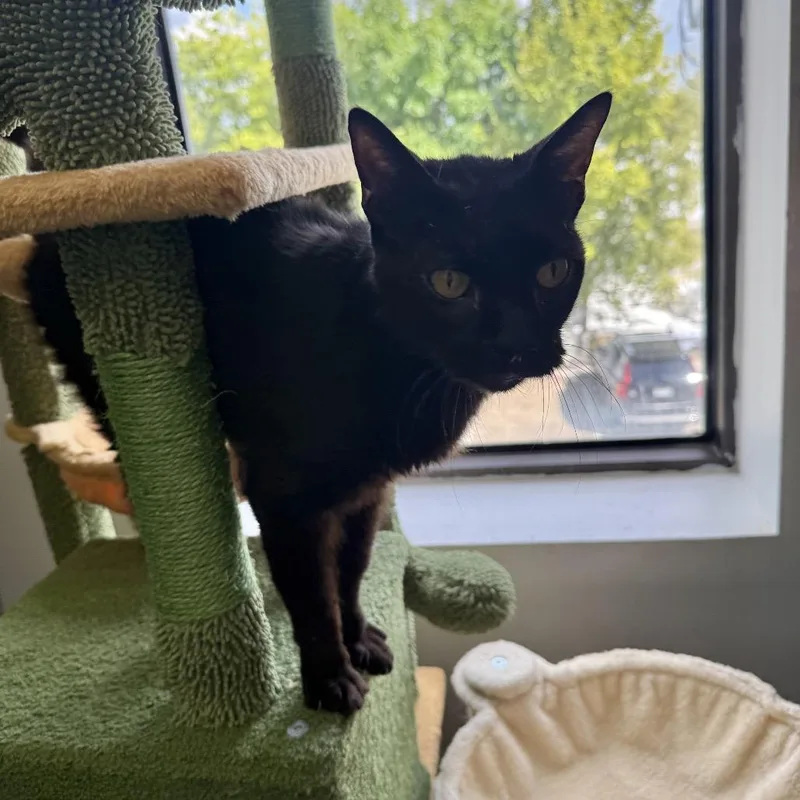 An adult large-sized male Black Domestic Short Hair cat named Rumble for adoption in Houston, TX