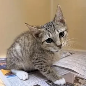 A young medium-sized male Tabby (Gray / Blue / Silver) Domestic Short Hair cat named Sawyer for adoption in Converse, TX