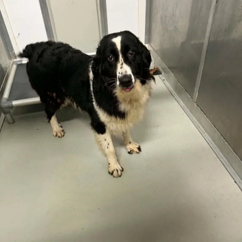 An adult medium-sized female White / Cream Australian Shepherd dog named Liz for adoption in Delaware, OH