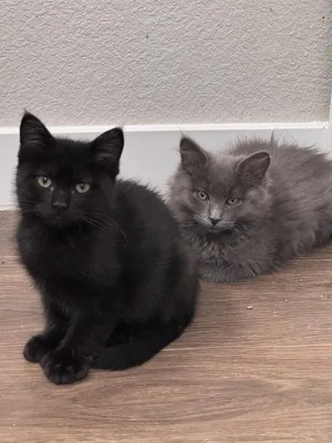 Onyx