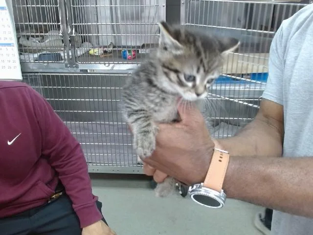 A baby small-sized female Domestic Medium Hair cat named Pixie for adoption in Salinas, CA