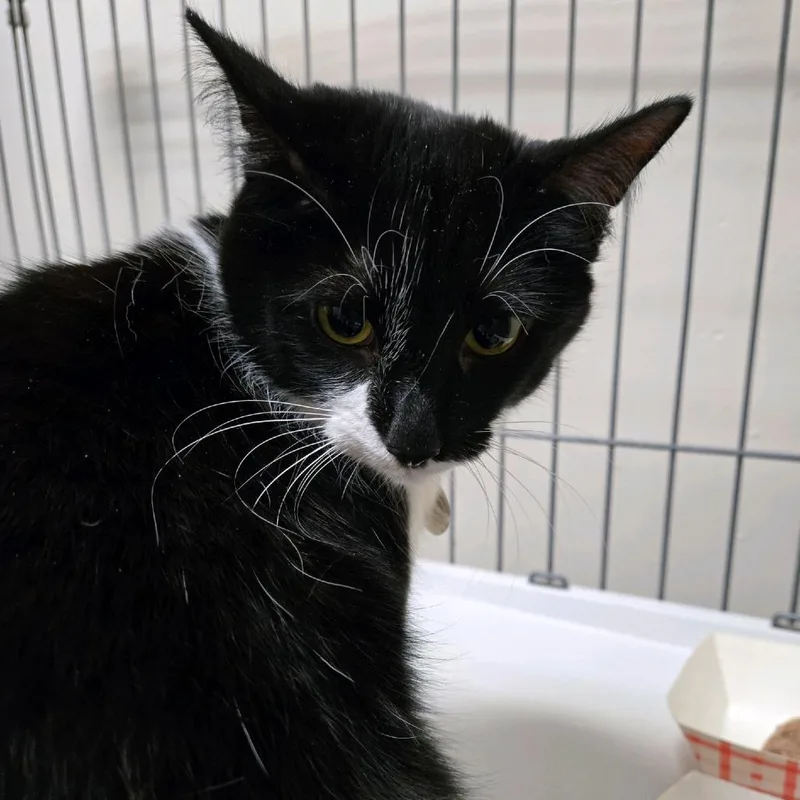 An adult small-sized female Black Domestic Short Hair cat named Twilight for adoption in Branson, MO