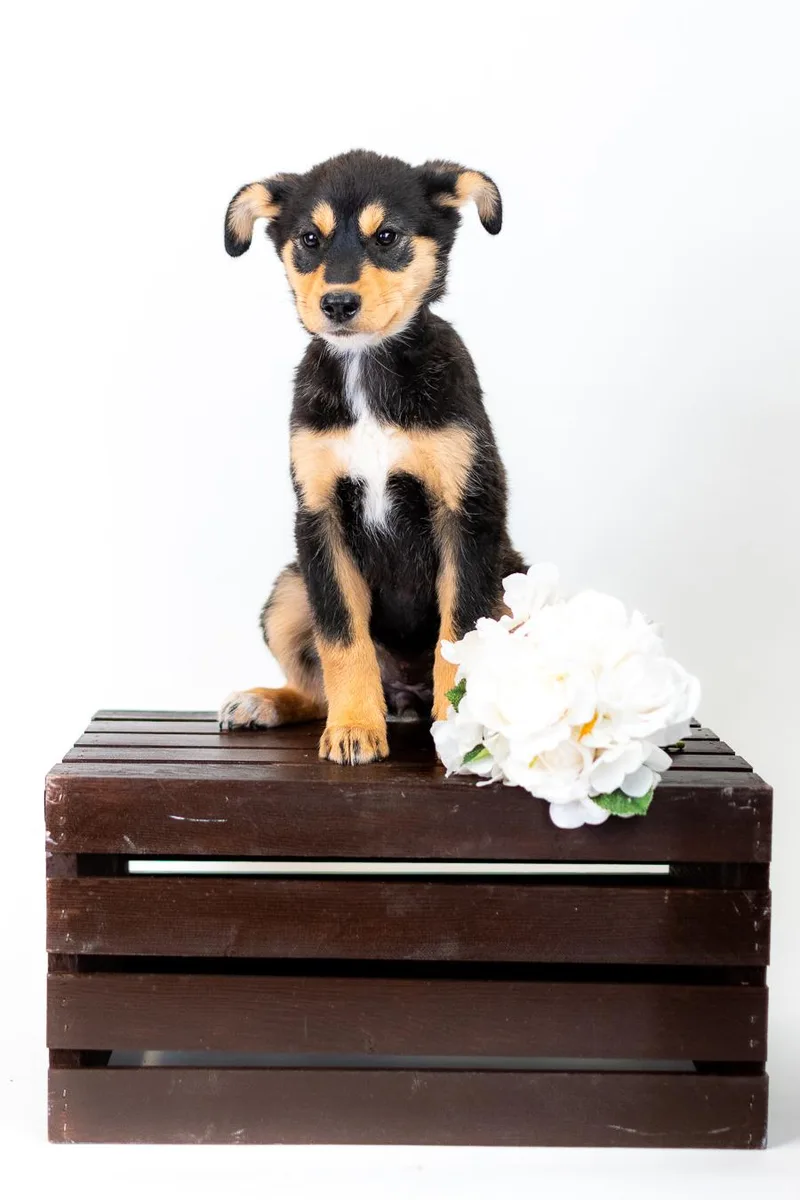 A baby medium-sized female German Shepherd Dog dog named 342-26 for adoption in Brighton, CO