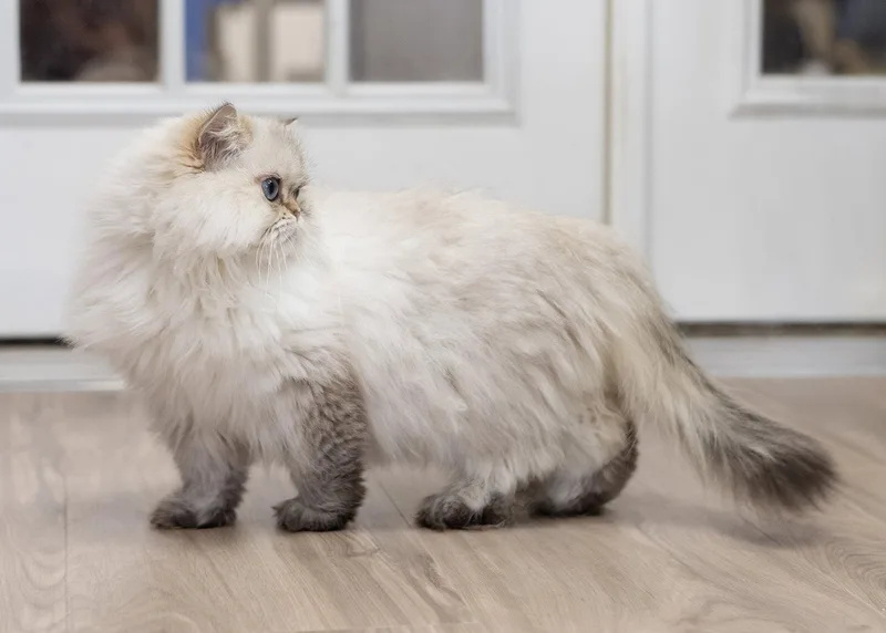 A young medium-sized female Buff / Tan / Fawn Persian cat named Kiwi for adoption in Buford, GA