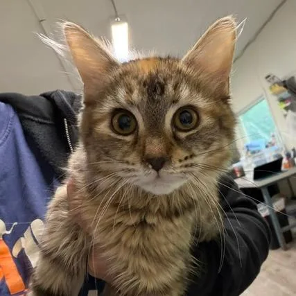 A baby small-sized female Domestic Short Hair cat named Indigo for adoption in Cumming, GA