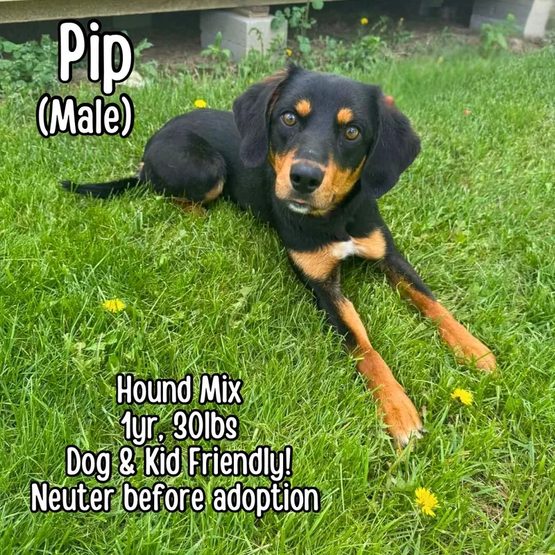Pip