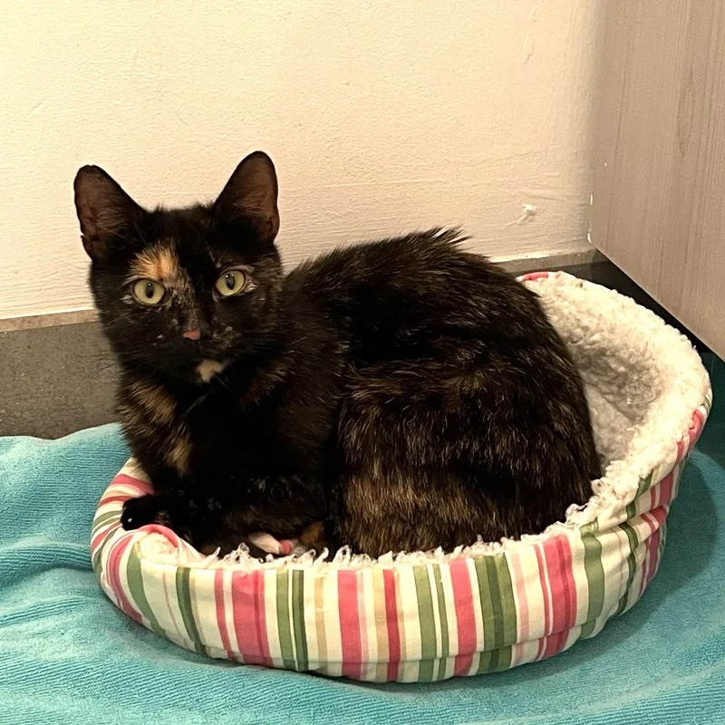 A young medium-sized female Tortoiseshell Domestic Short Hair cat named Josie for adoption in West Orange, NJ