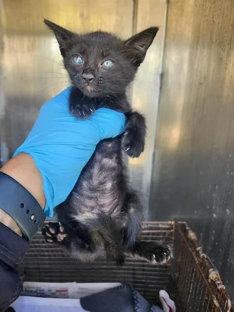 A baby small-sized female Domestic Short Hair cat named Bailey for adoption in San Antonio, TX