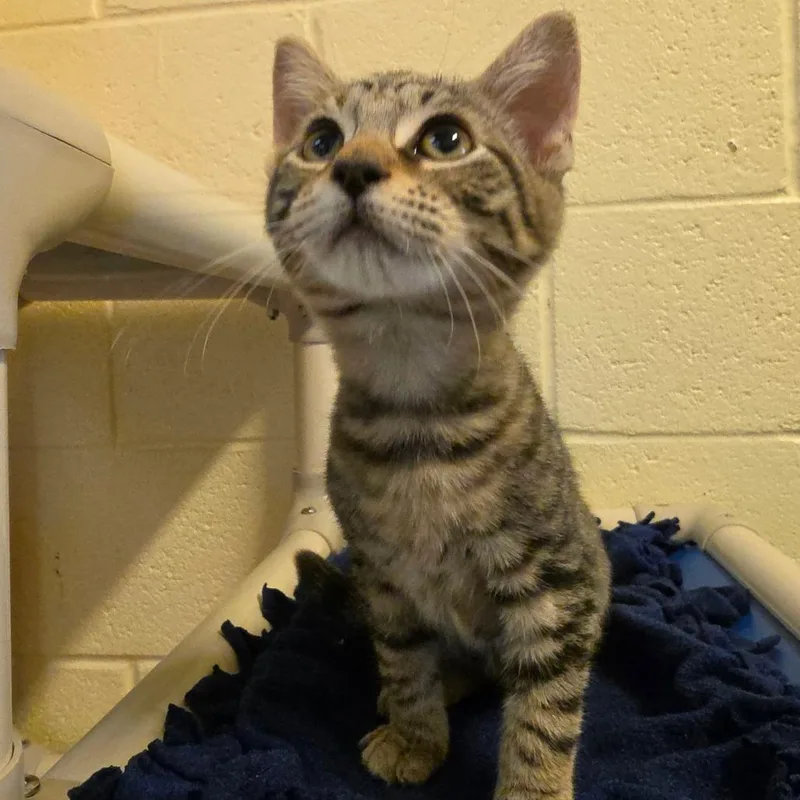 A baby small-sized male Brown / Chocolate Domestic Short Hair cat named Bandit for adoption in Naples, FL