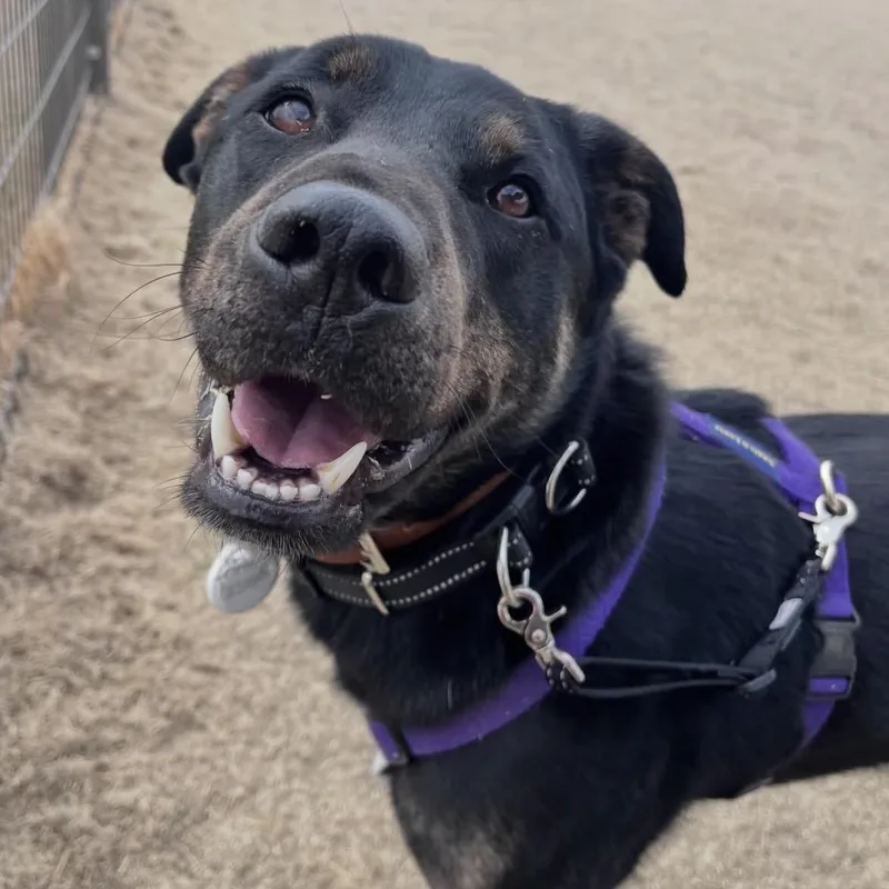 A young medium-sized male Black Labrador Retriever dog named Robin for adoption in DANVERS, MA