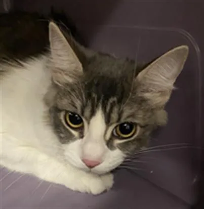A young medium-sized female Domestic Medium Hair cat named Nina for adoption in Santa Maria, CA