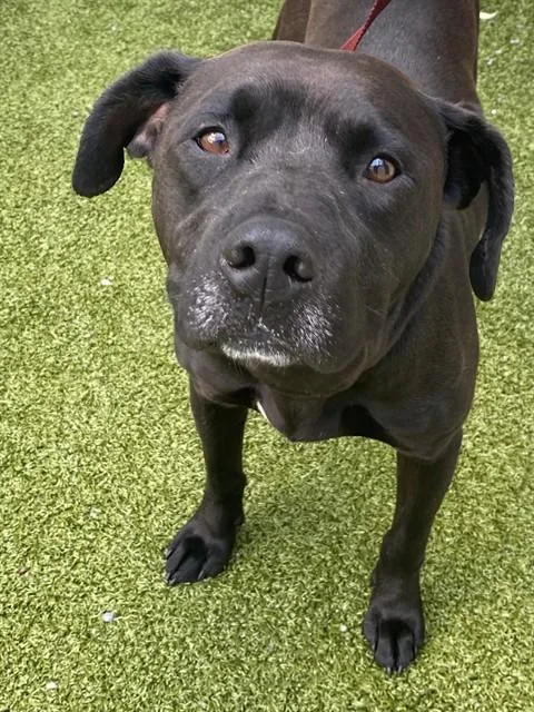 An adult medium-sized male Labrador Retriever dog named Anubis for adoption in Fayetteville, NC