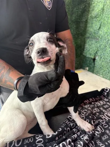 A baby small-sized female Black Mixed Breed dog named 61098802 for adoption in El Paso, TX