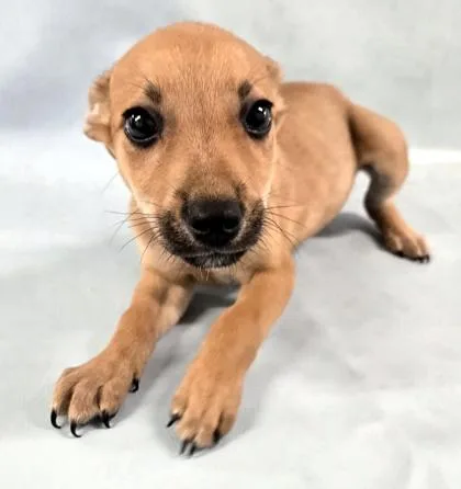 A baby medium-sized female Chihuahua dog named Ruby for adoption in Morton Grove, IL