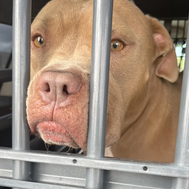 An adult large-sized female Mixed Breed dog named 112085 for adoption in Las Cruces, NM