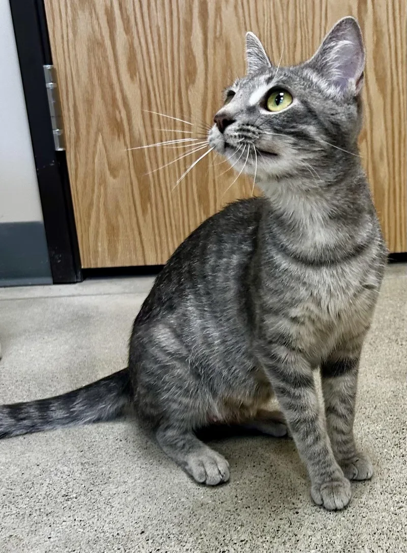 An adult medium-sized female Tabby (Gray / Blue / Silver) Tabby cat named Mia for adoption in Sandusky, MI