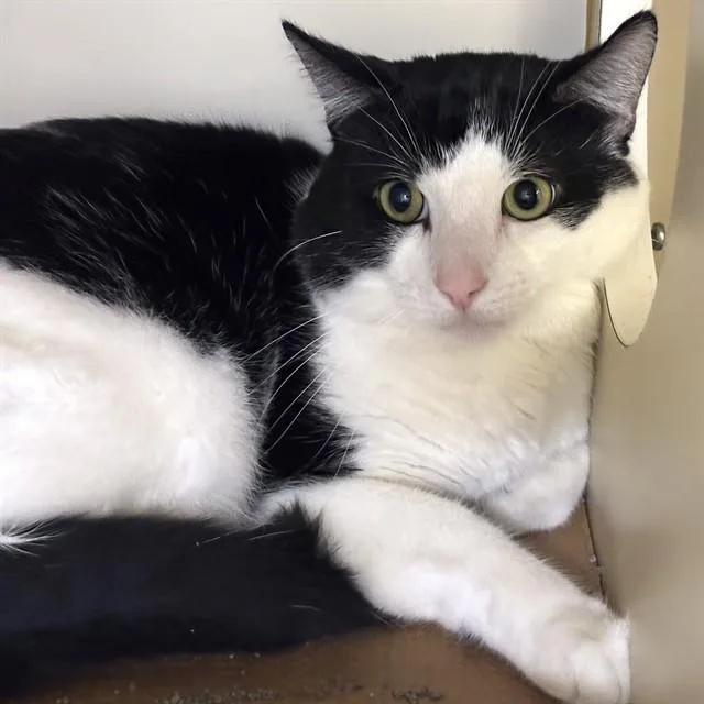 A young medium-sized male Domestic Short Hair cat named Panda for adoption in Dedham, MA