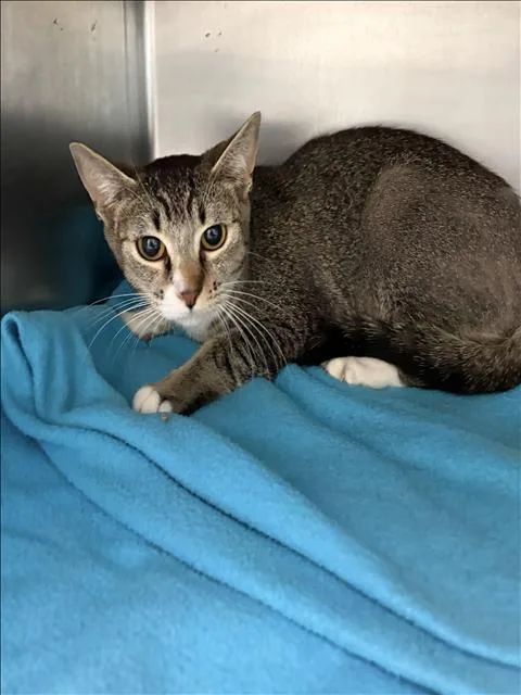 A young medium-sized female Domestic Short Hair cat named Kimchi for adoption in Los Angeles, CA