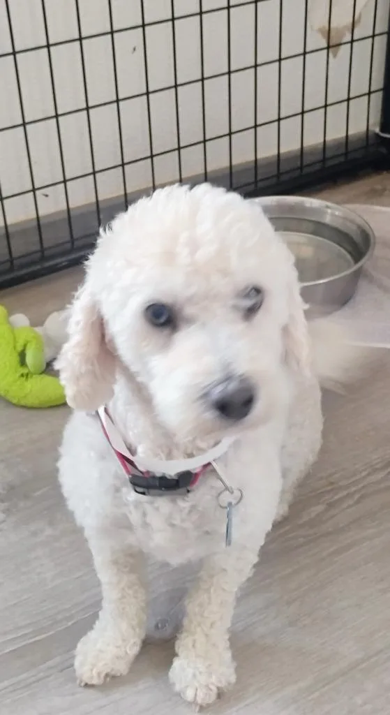 An adult small-sized male Poodle dog named Rocky for adoption in Thompson Falls, MT