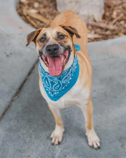 An adult large-sized male Terrier dog named Leo for adoption in Miami, FL