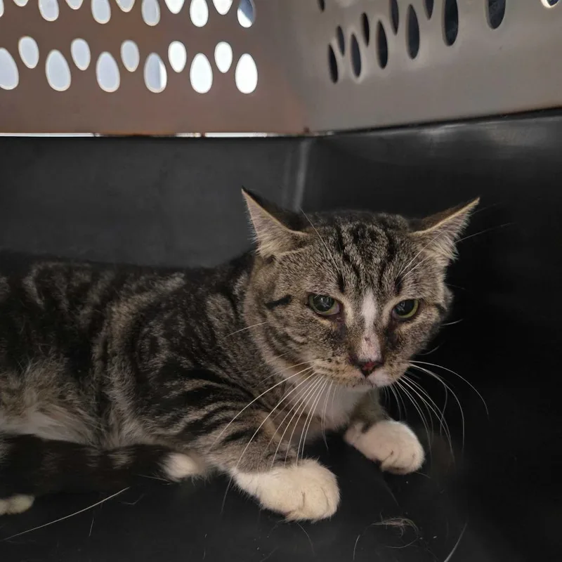 An adult medium-sized male Black Domestic Short Hair cat named Belt Buckle for adoption in Spruce Pine, NC