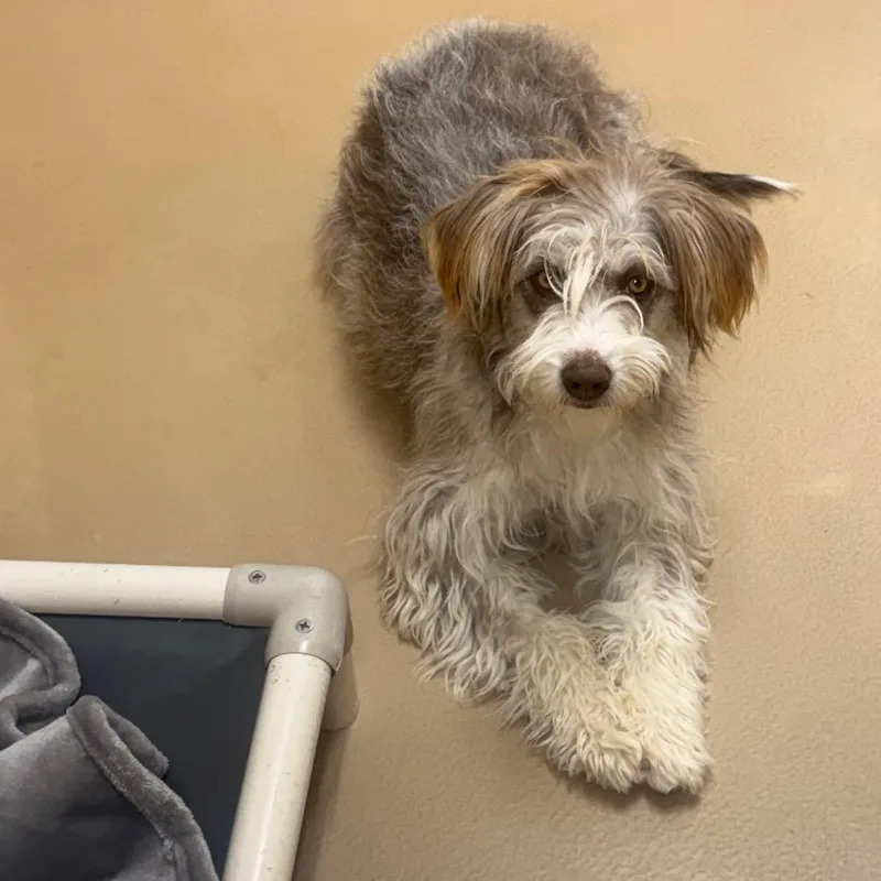 A young medium-sized female Gray / Blue / Silver Australian Shepherd dog named Quincy for adoption in Incline Village, NV