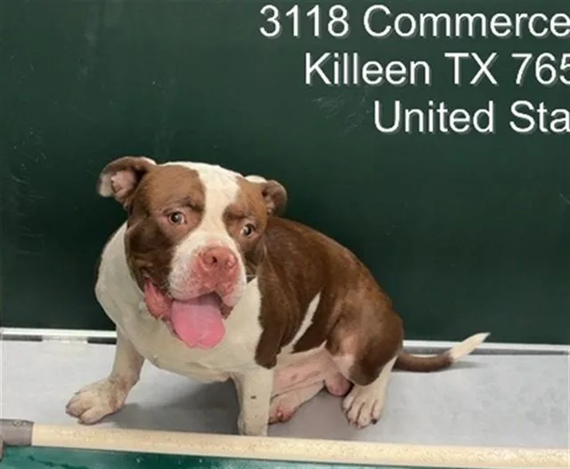 An adult medium-sized male Pit Bull Terrier dog named Porkchop for adoption in Killeen, TX