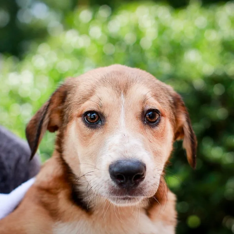 A baby small-sized female Brown / Chocolate Australian Cattle Dog / Blue Heeler dog named Sunflower for adoption in Hattiesburg, MS