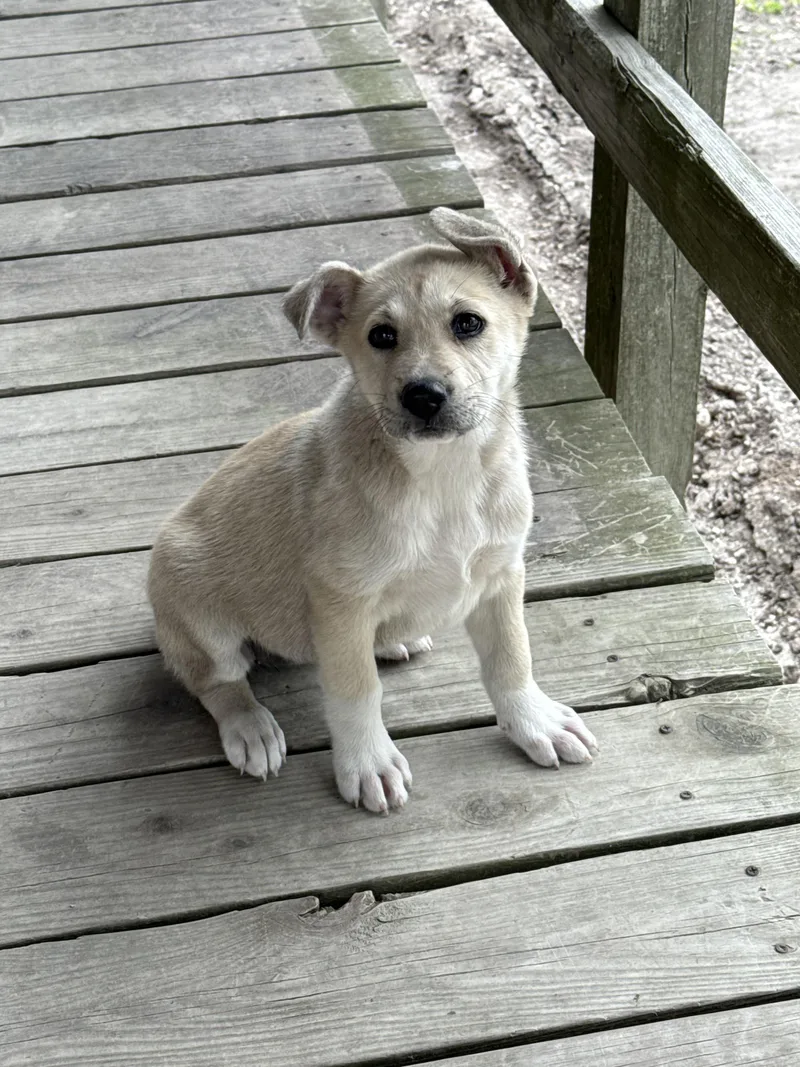A baby medium-sized female White / Cream Labrador Retriever dog named Sally for adoption in Cleveland, TX
